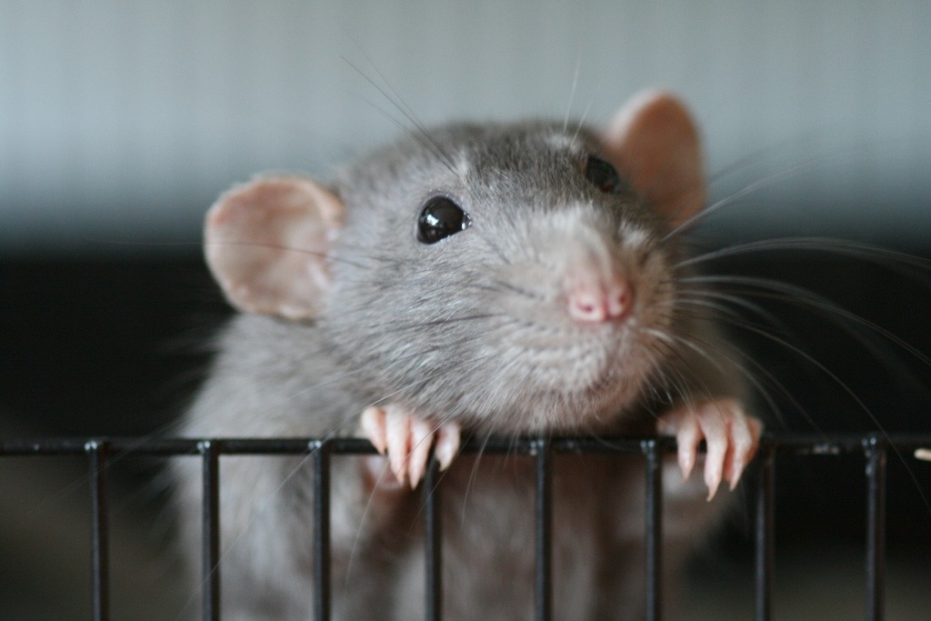 rato-sesciência-animal-sente-dor-testes-em-animais