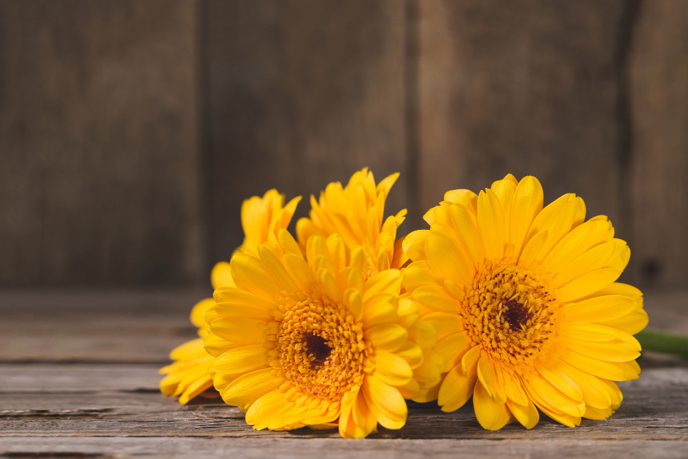 Óleos para cabelo cacheado: óleo vegetal de calêndula calmante suavizante antiinflamatório